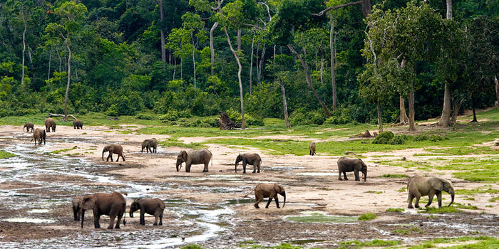 Waldelefanten im Kongo